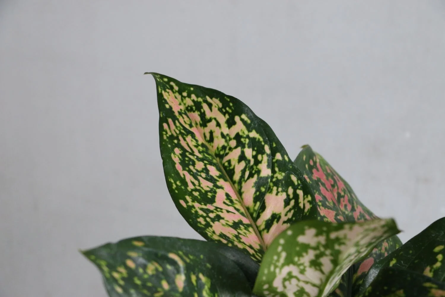 aglaonema2.JPG