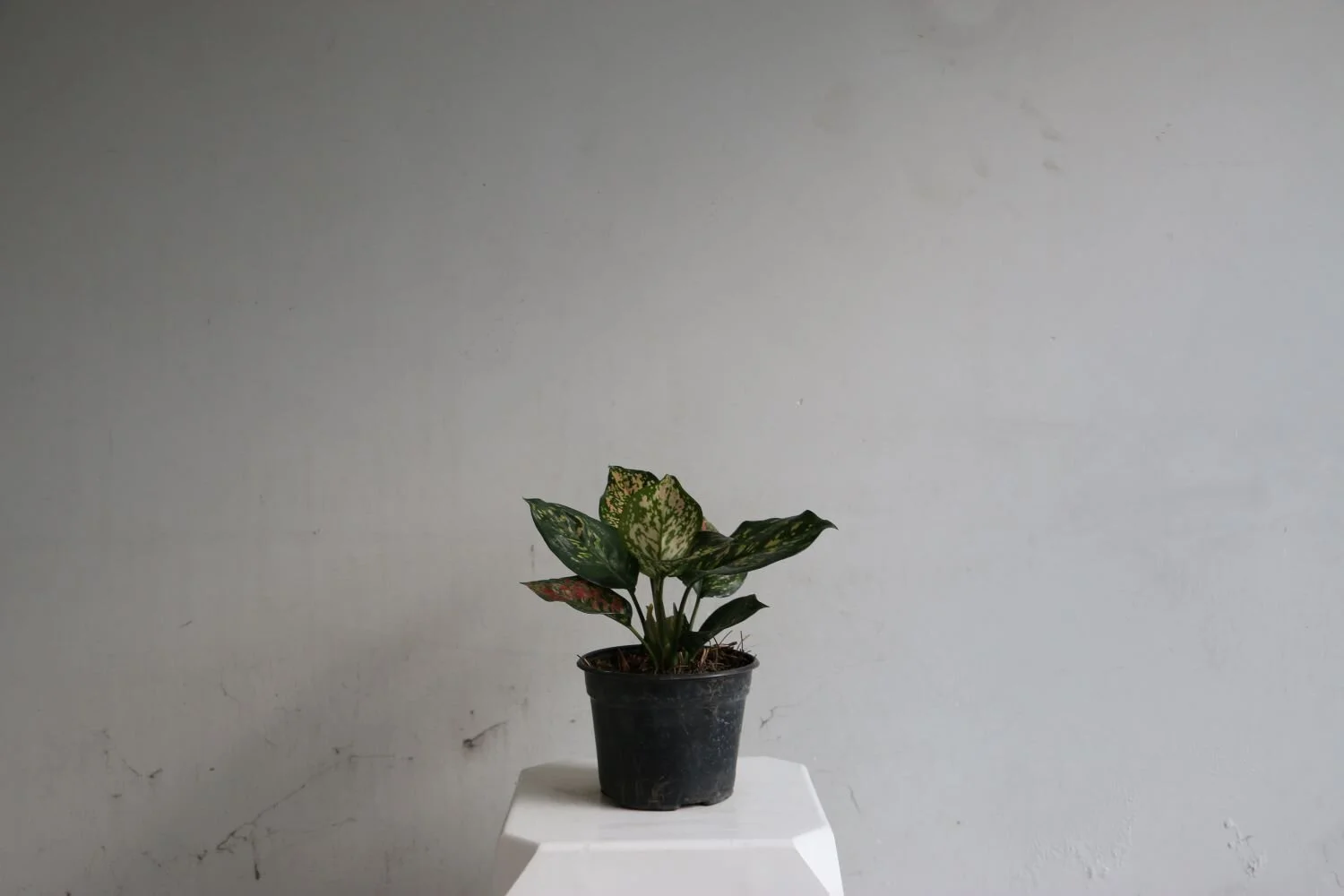 aglaonema.JPG