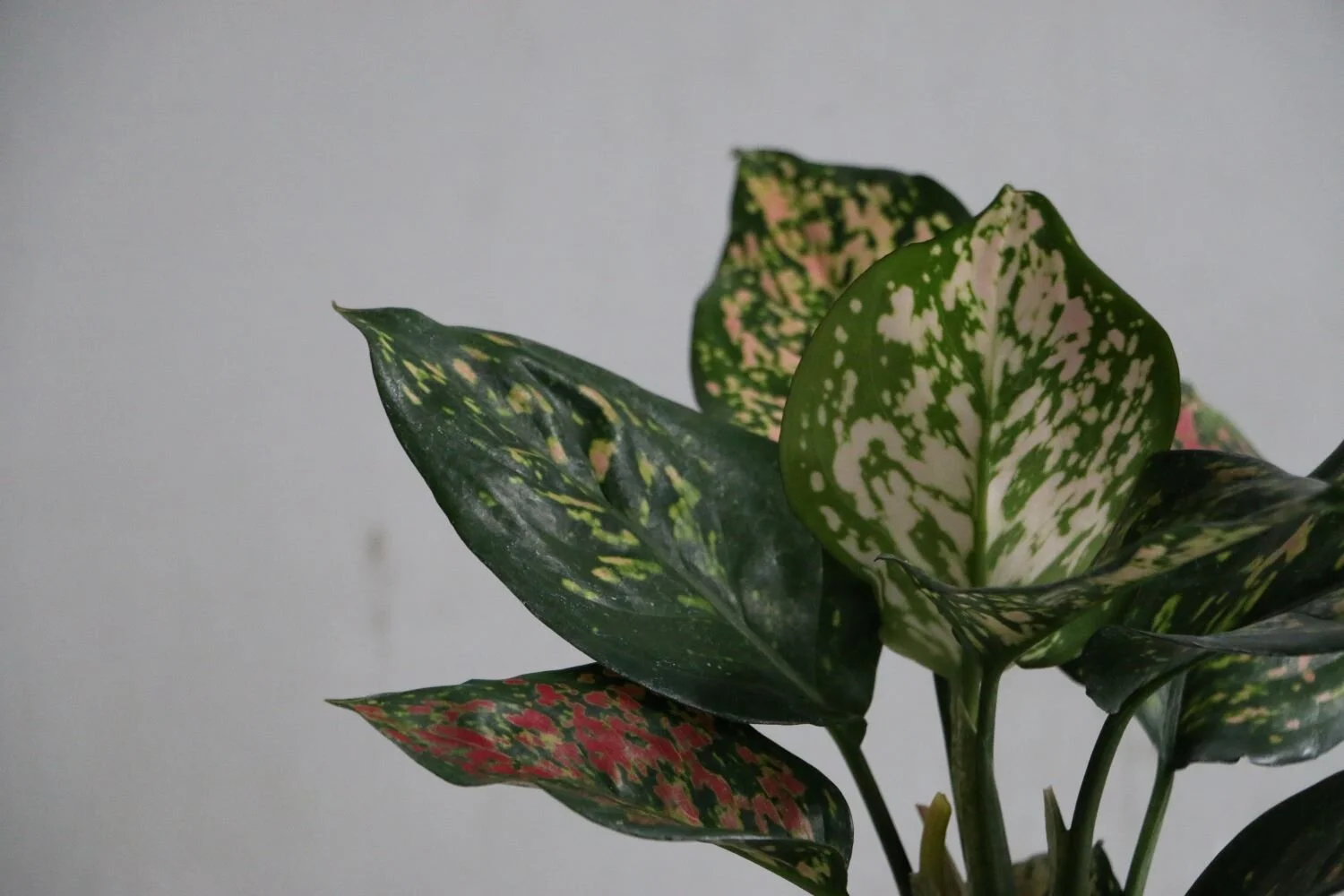 aglaonema zoom.JPG