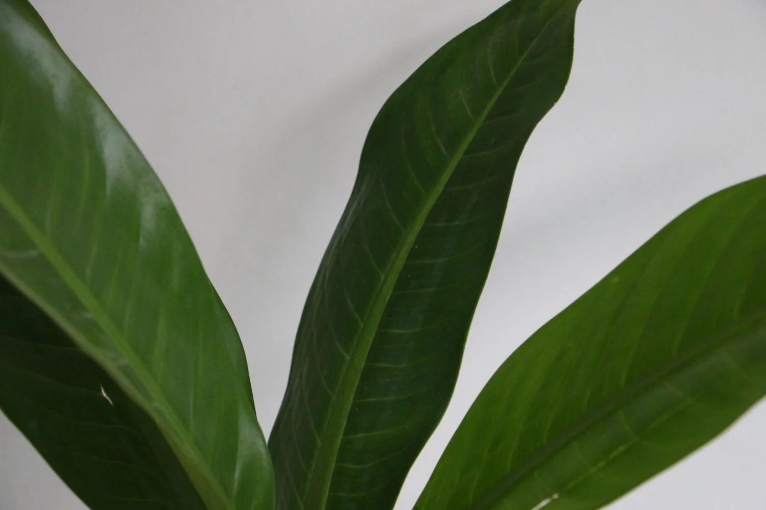 Amoena Reina — Alterna Cerámica