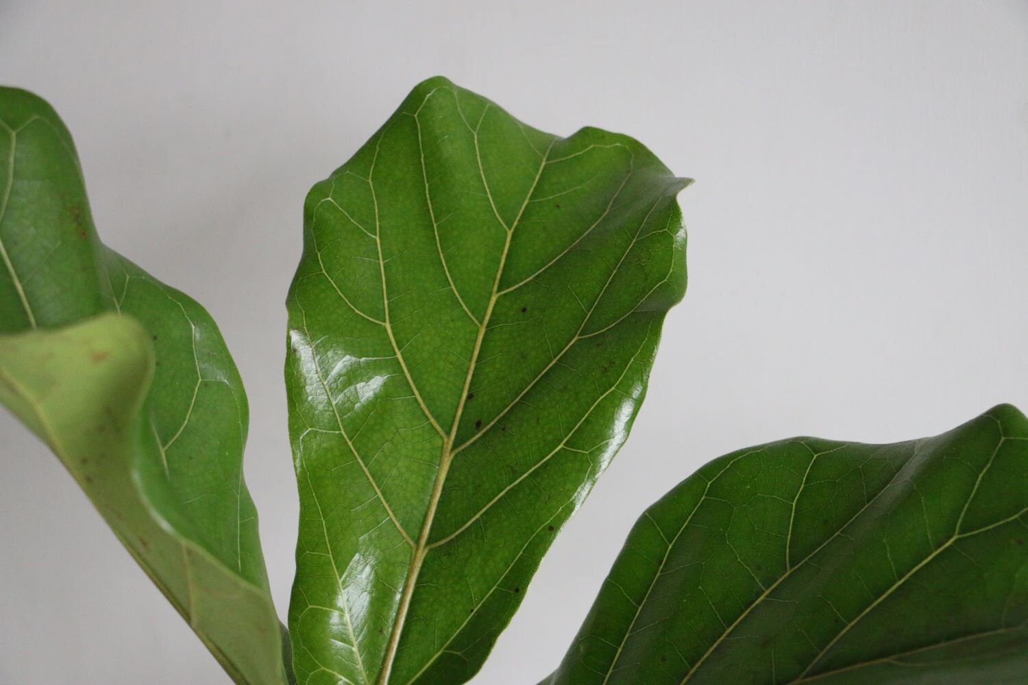 ficus pandurata zoom.JPG