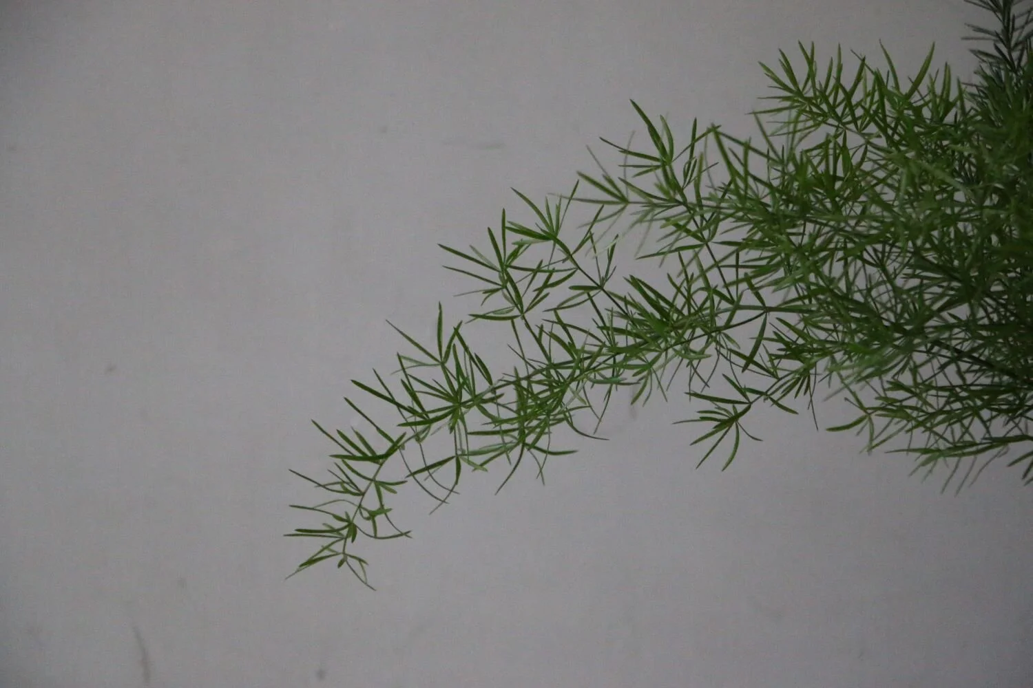 helecho espárrago.JPG