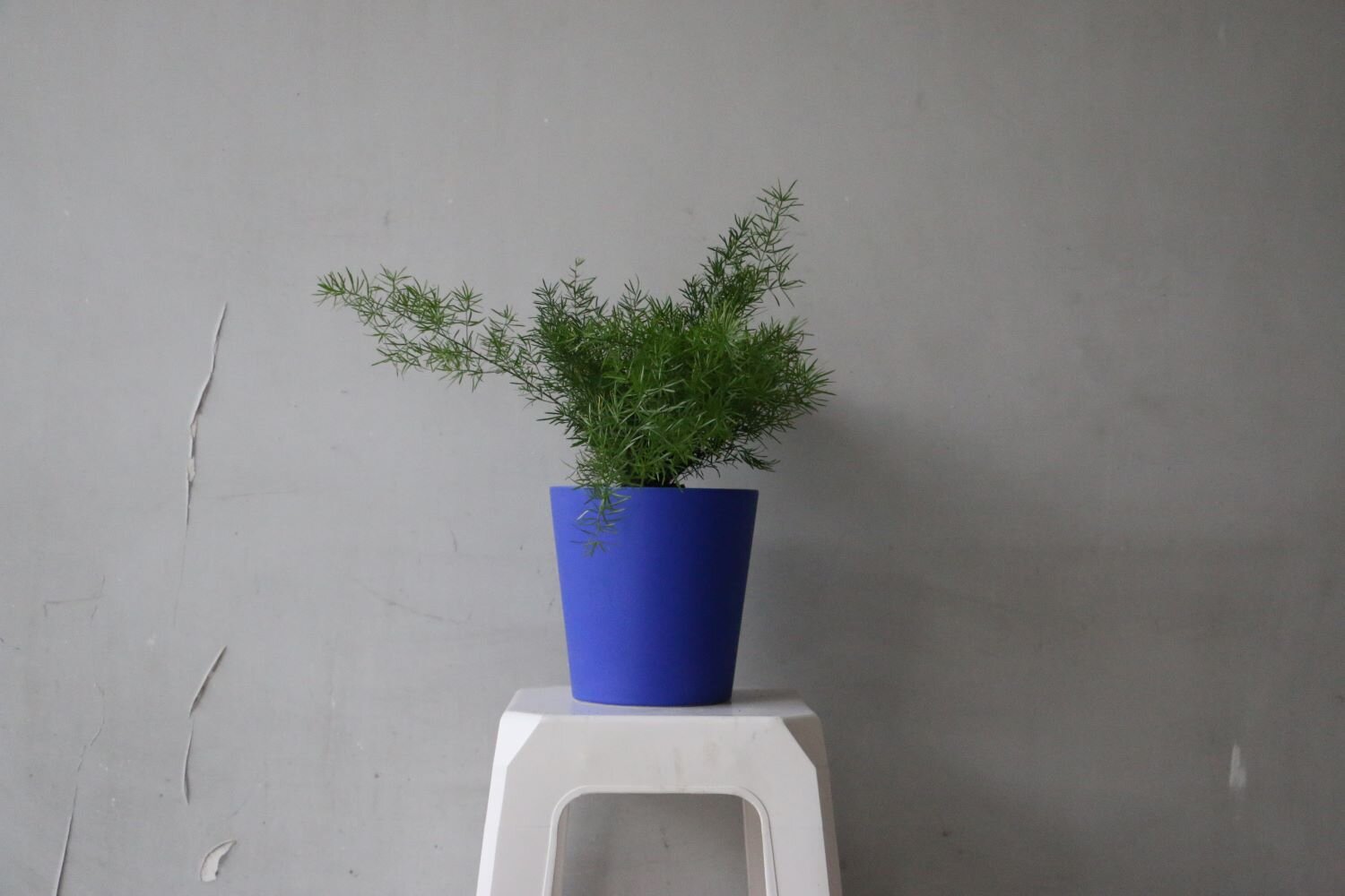 helecho espárrago2.JPG