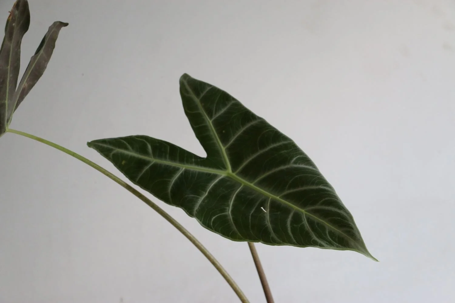 filodendro oreha.JPG