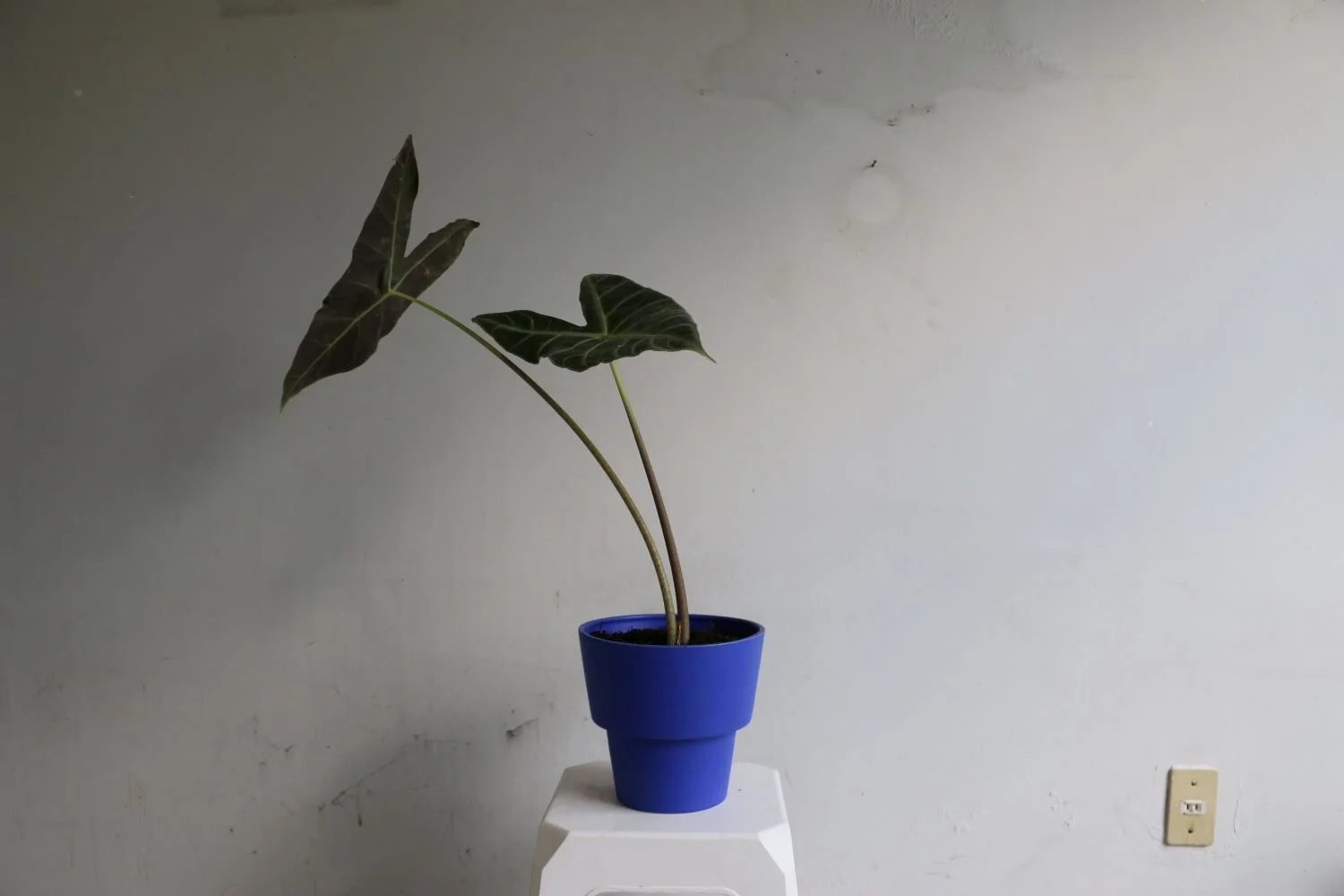 philodendro oreja.JPG