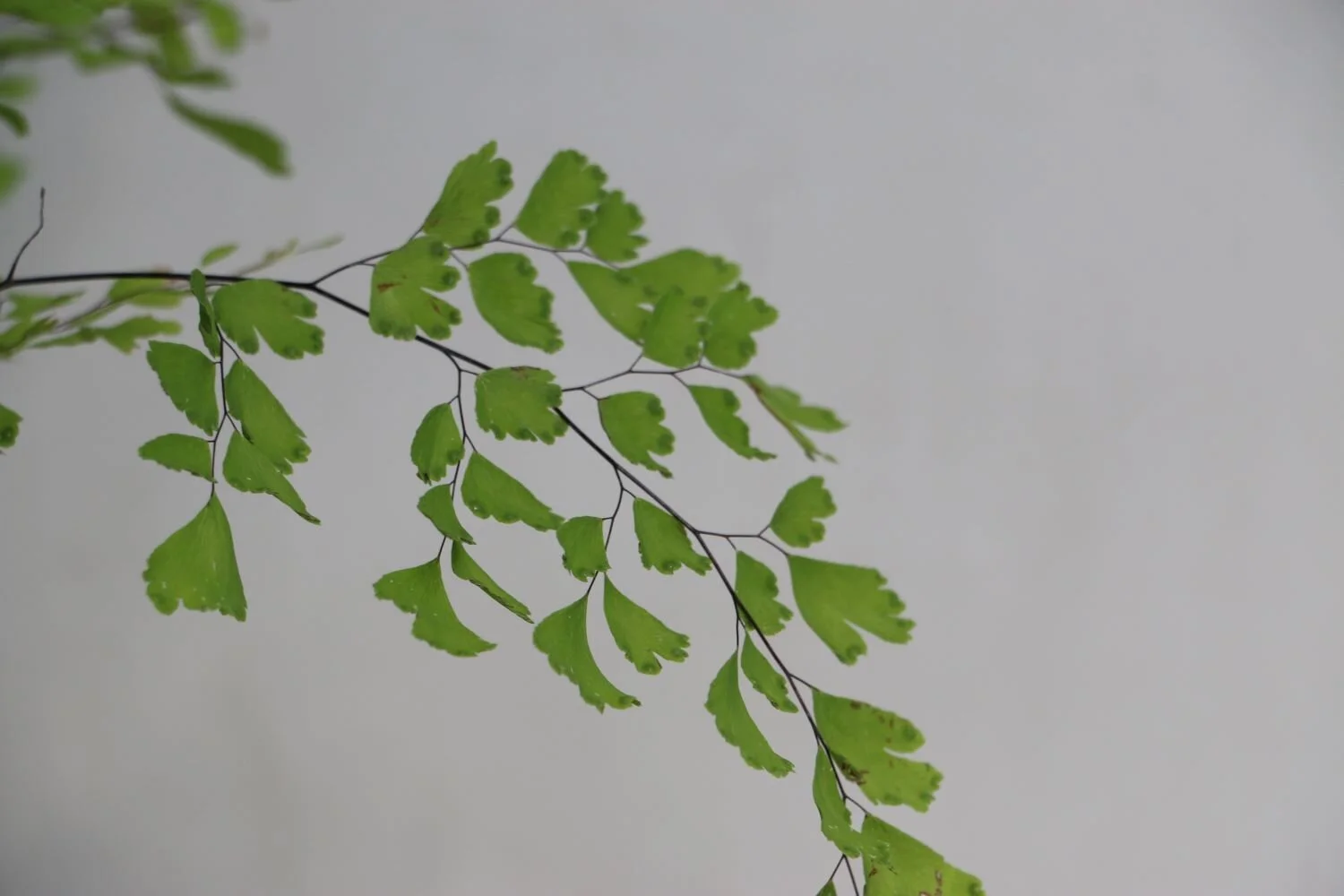 cilantrillo zoom.JPG