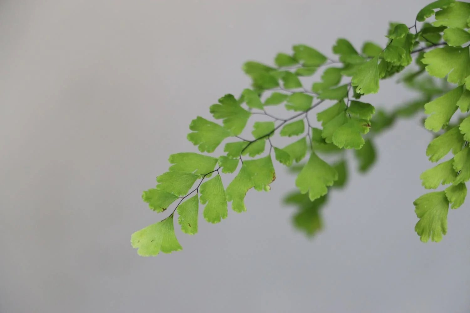 cilantrillo zoom 2.JPG