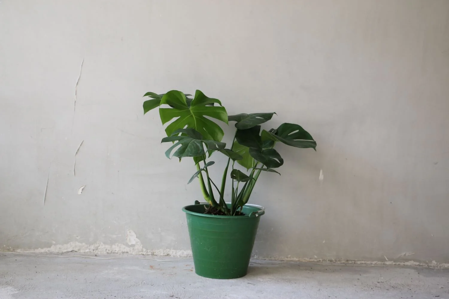 monstera cubeta.JPG