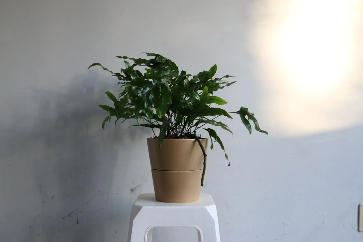 guillermina ambar helecho.JPG