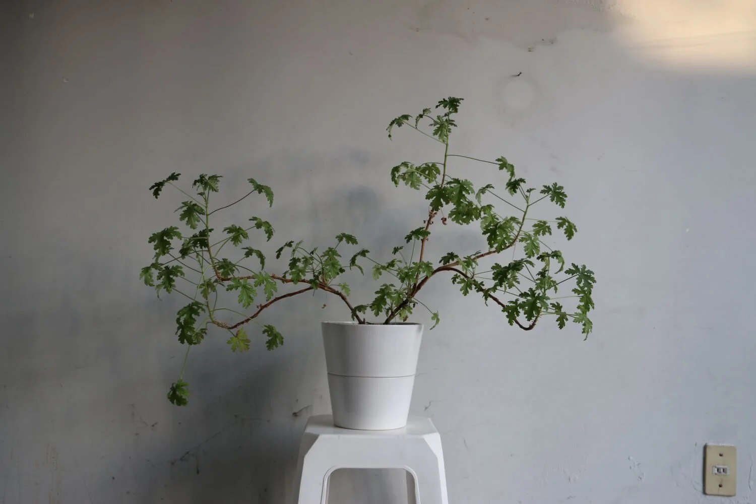 guillermina blanca citronela.JPG