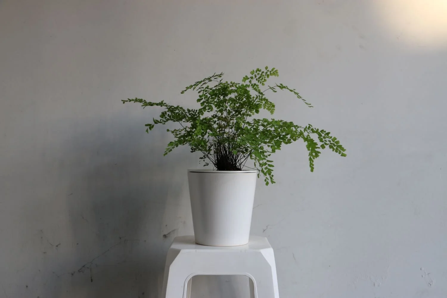 eugenia blanca helecho cinlantrillo.JPG