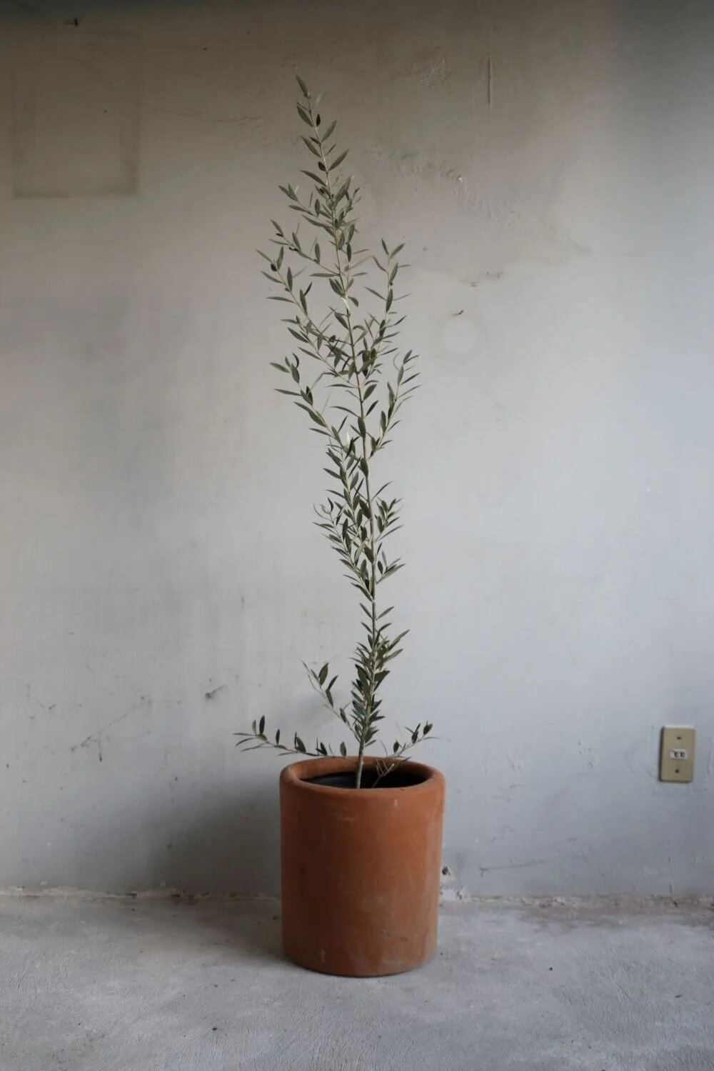 olivo maceta barro.JPG