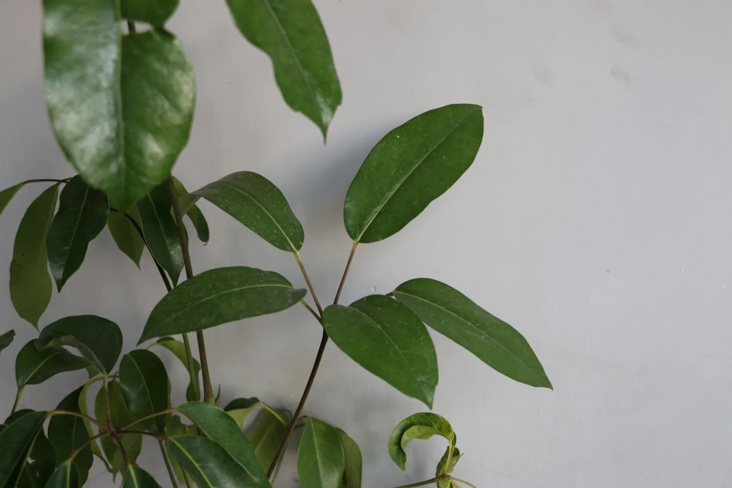 aralia scheflera zoom.JPG