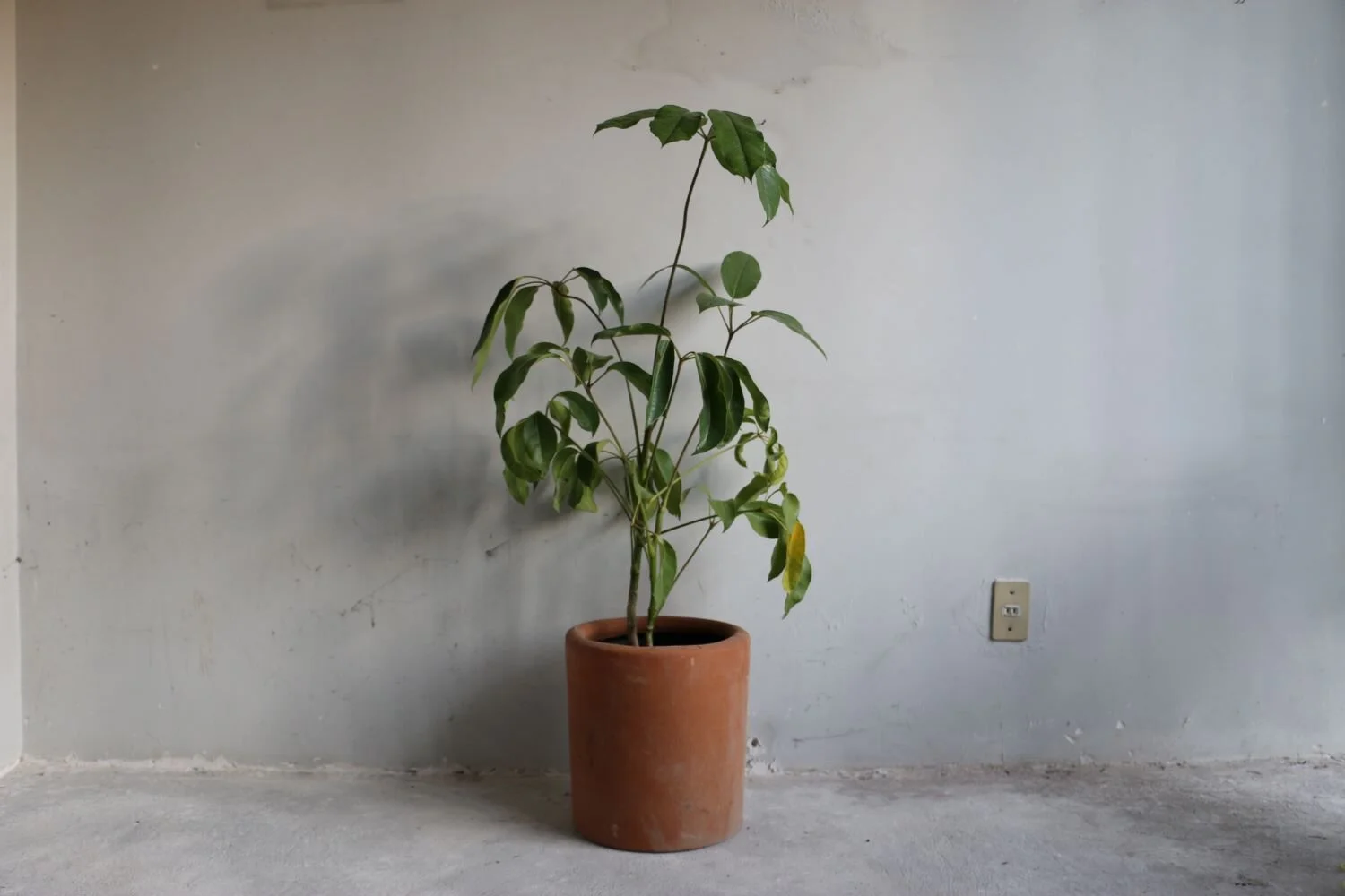 aralia scheflera.JPG