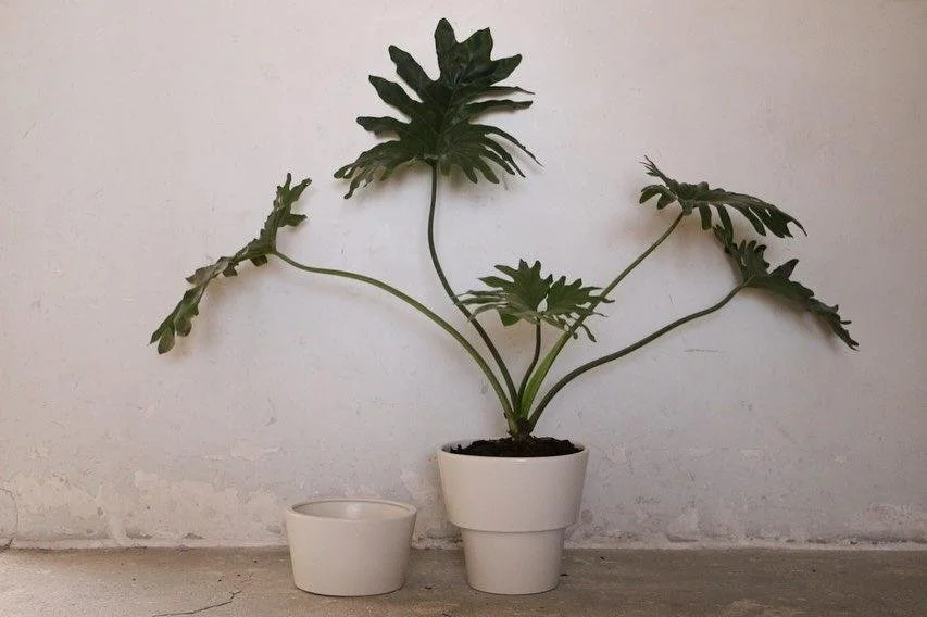 MACETAS DE CERÁMICA