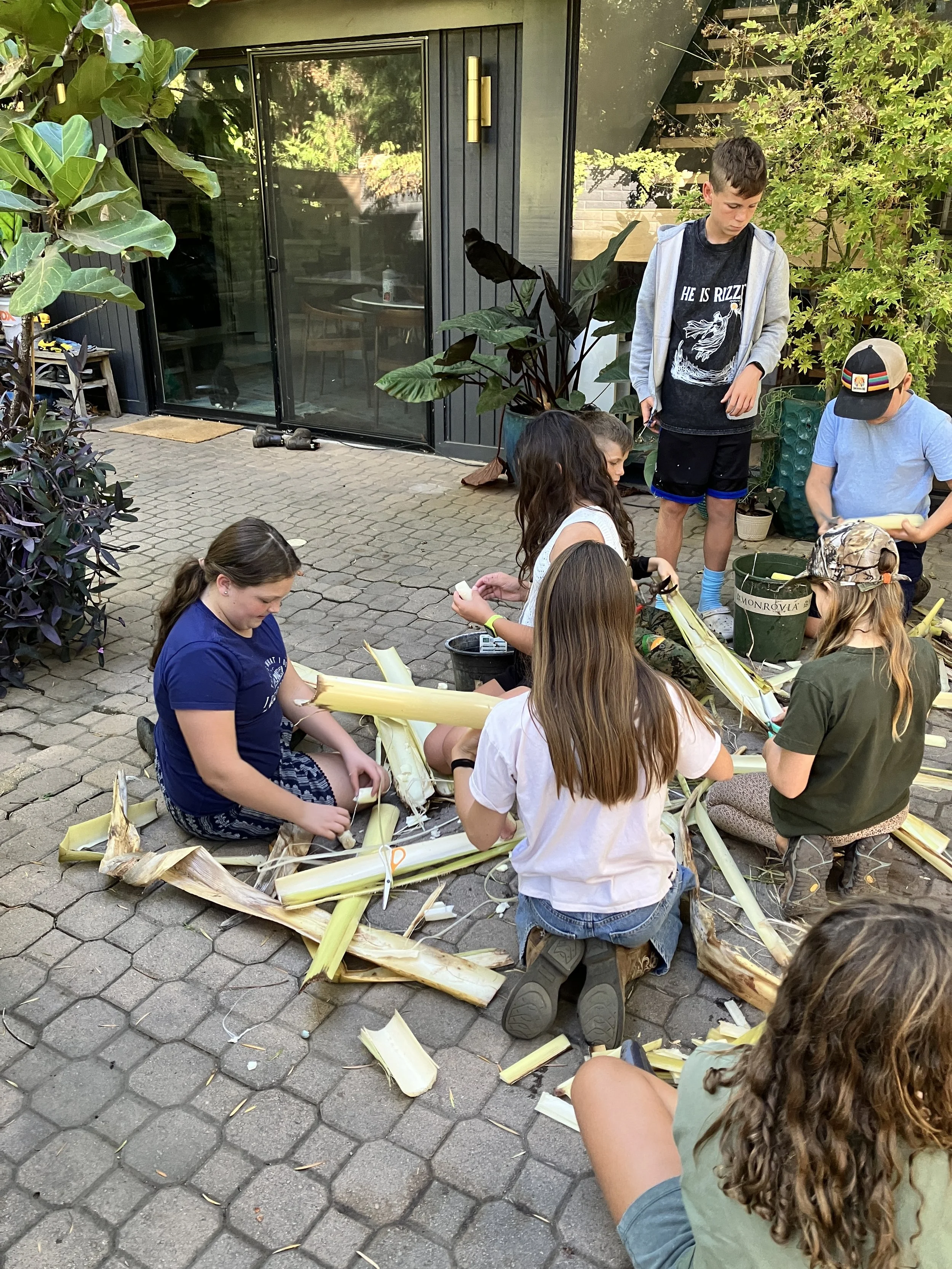 Why is a banana tree not a tree?