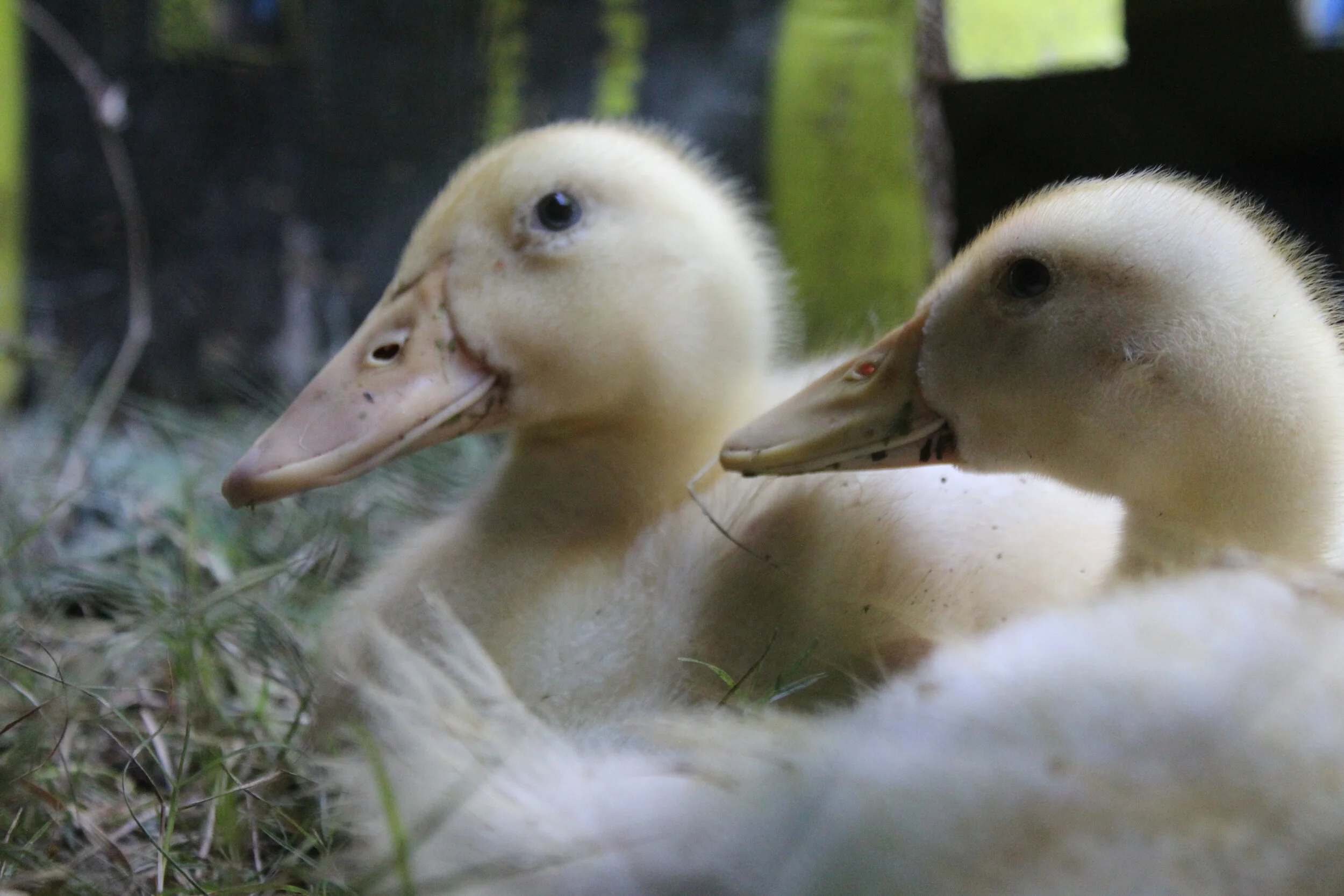 Pekin ducklings - waterfowl study