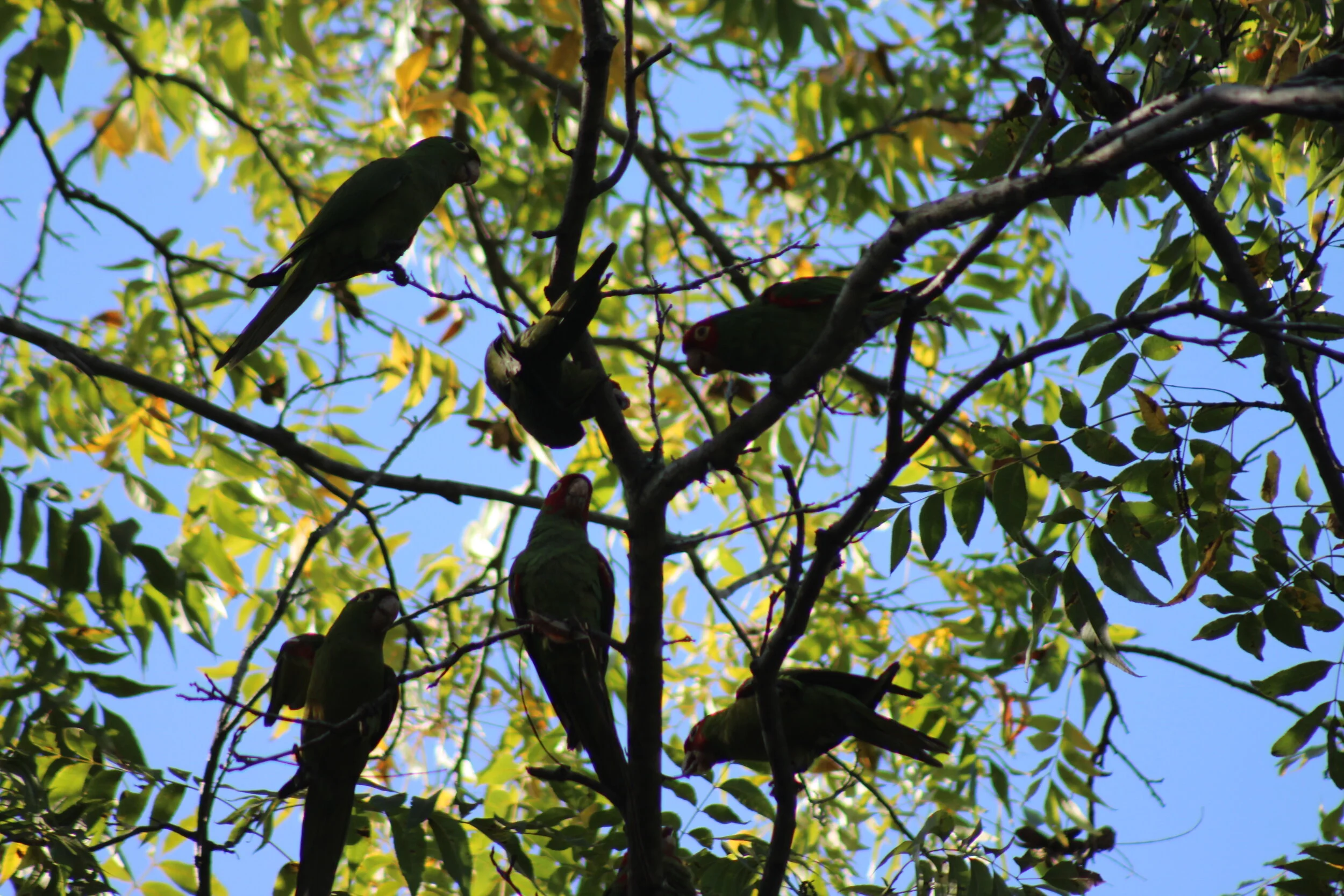 Wild visitors-  parrots eating pecans