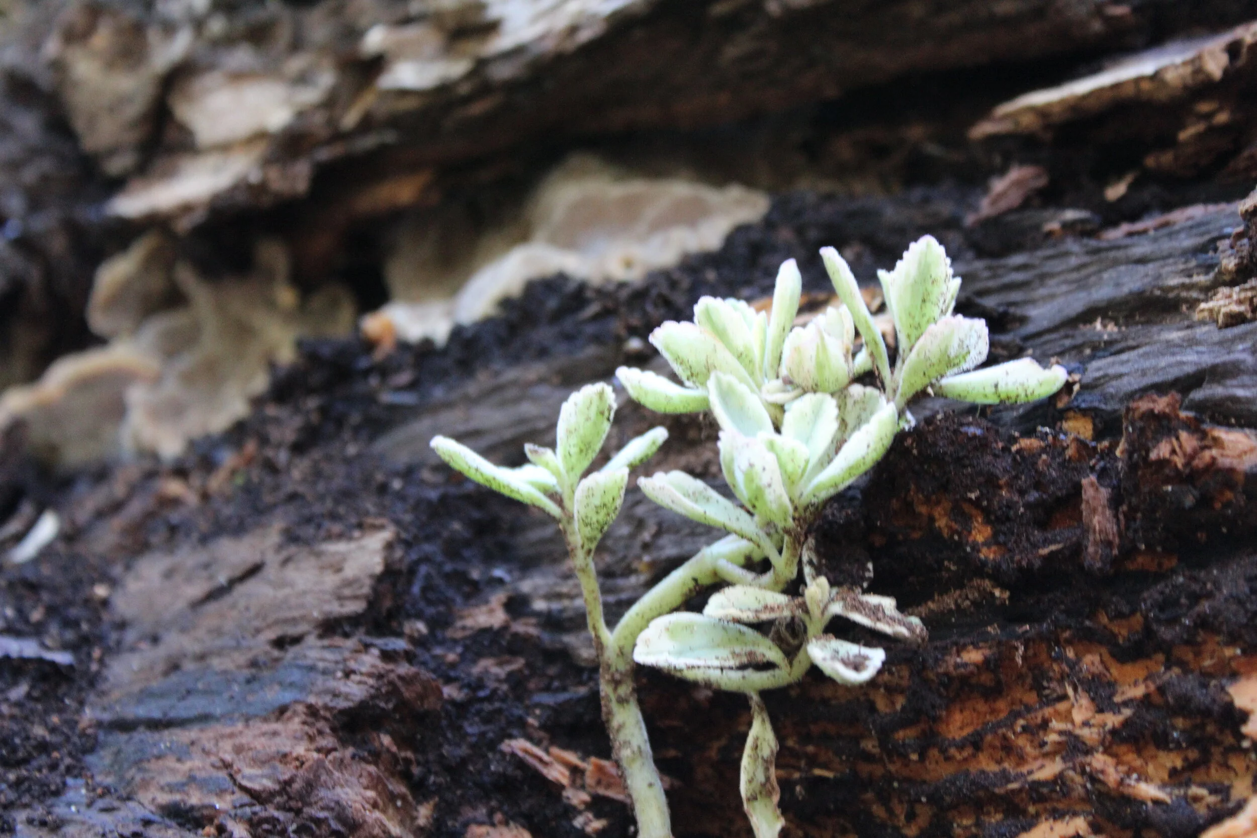Succulents and fungi on the fallen willow