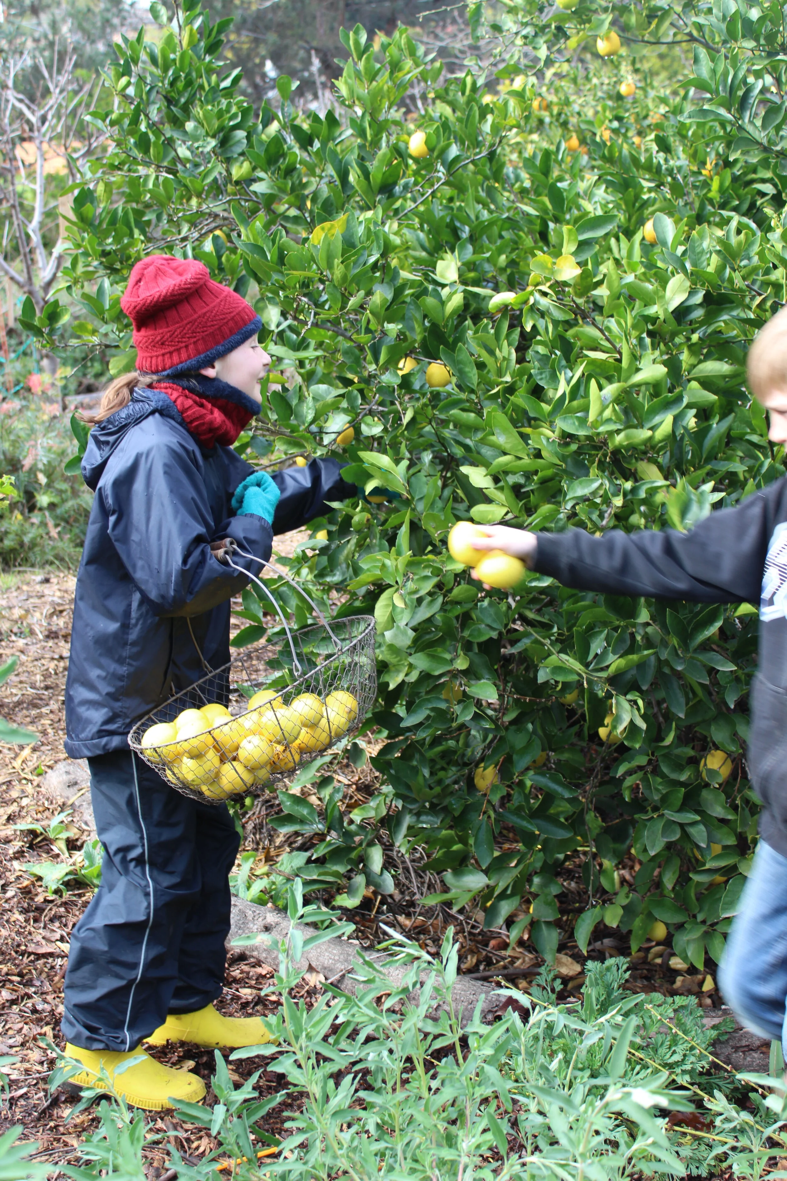 Harvesting limes (which are yellow when ripe)
