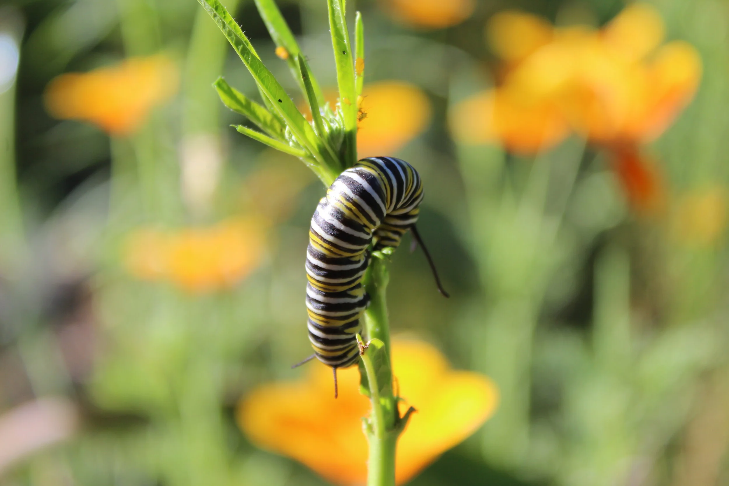 Monarch caterpillar in our native plants habitat