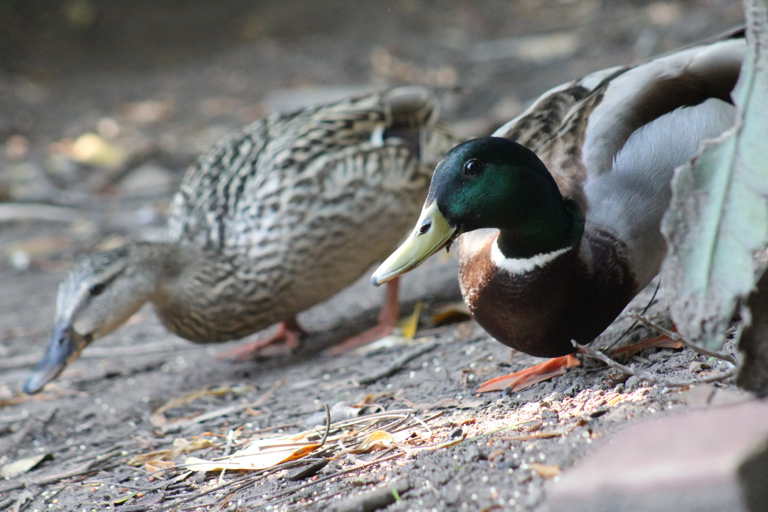 Mallard ducks foraging for food below pecan tree