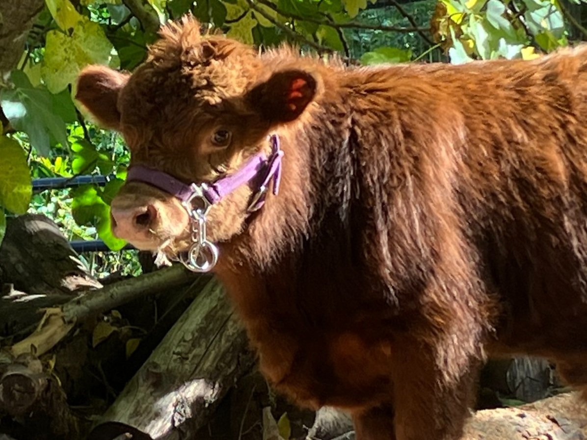 Willoughby Brisket, Dexter Steer