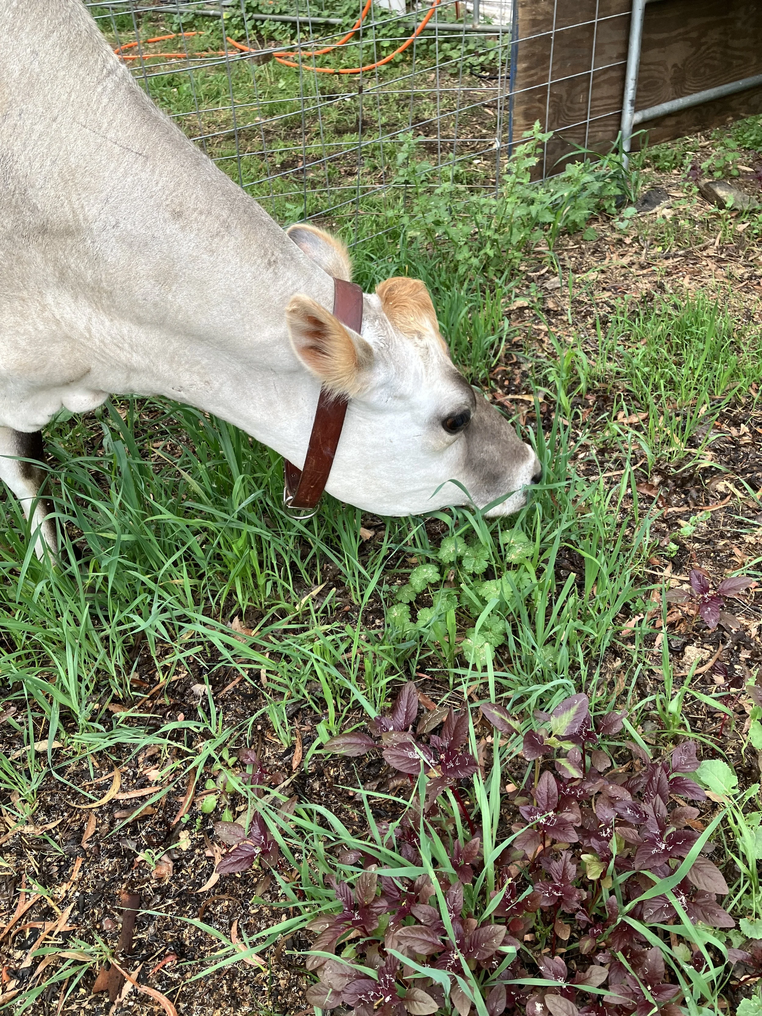 Some appetite and brighter eyes