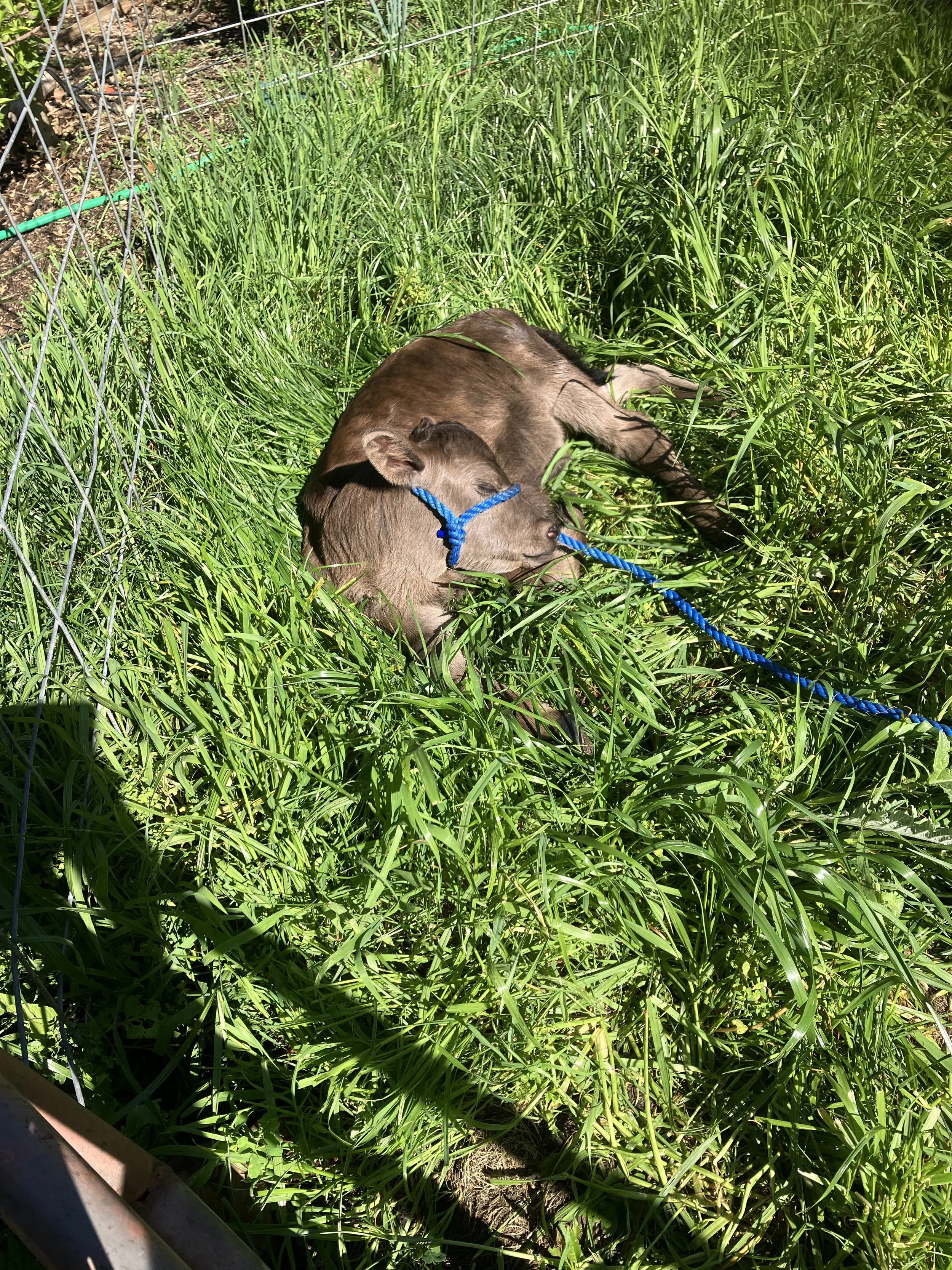 Calf figures out how to nurse