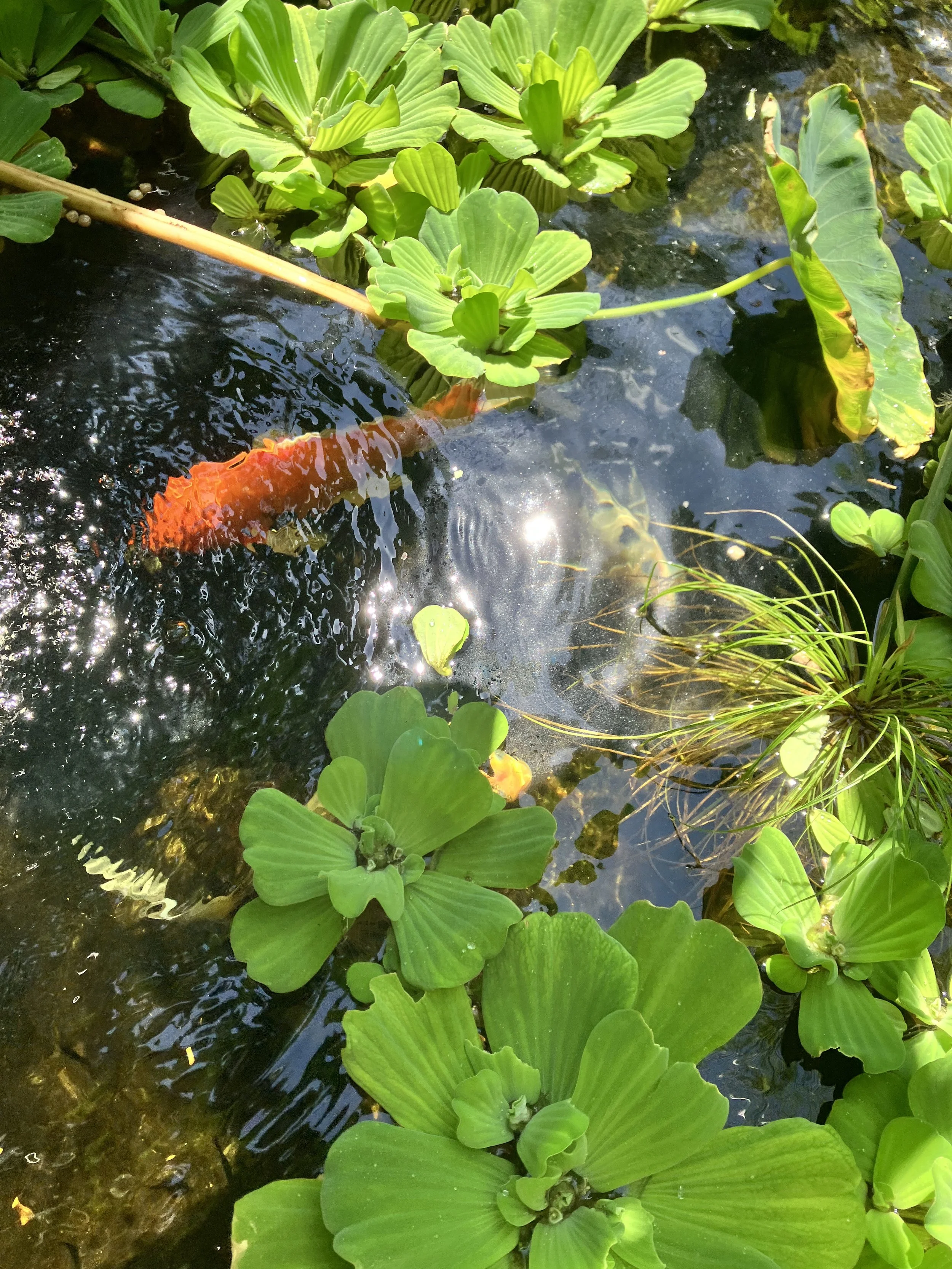 Koi in the pond