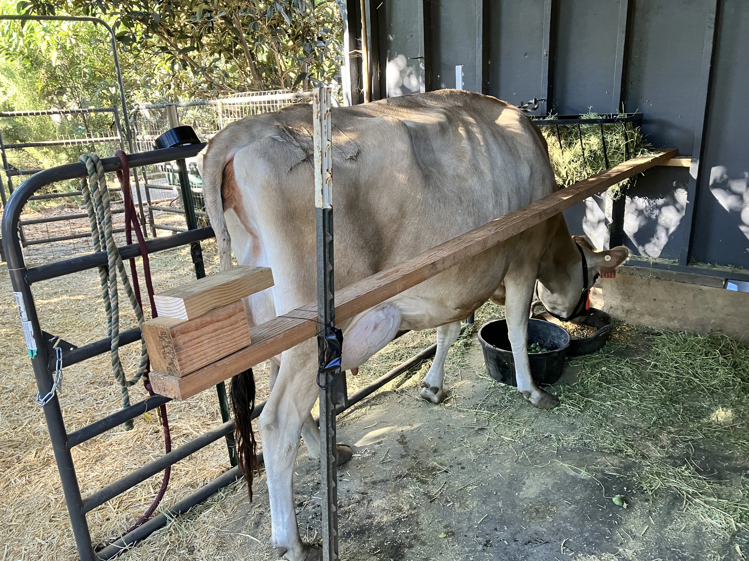 Ursula, the dairy cow