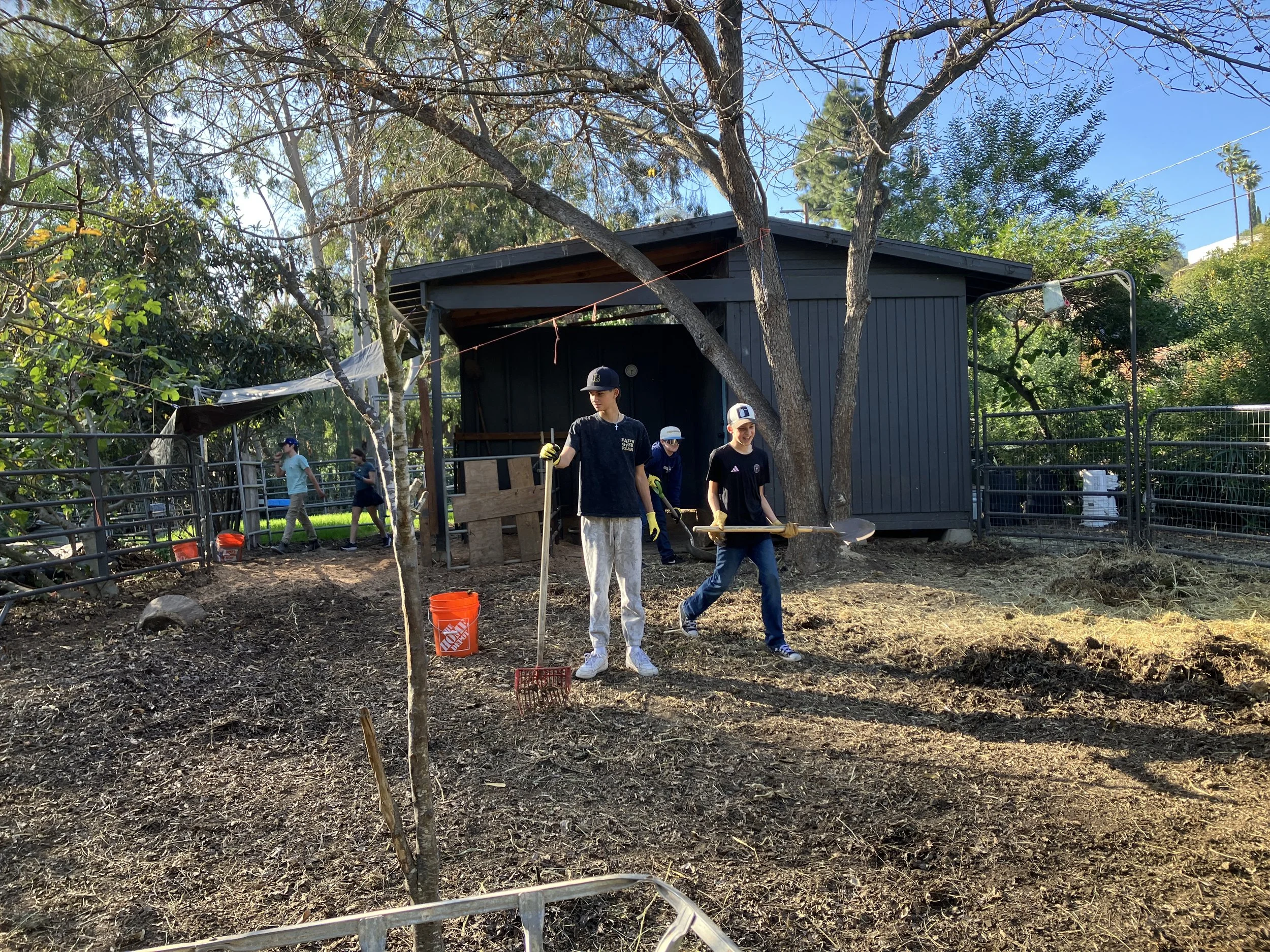 Cattle team mucking the corral (farm work is really friendship building as we do it in teams)