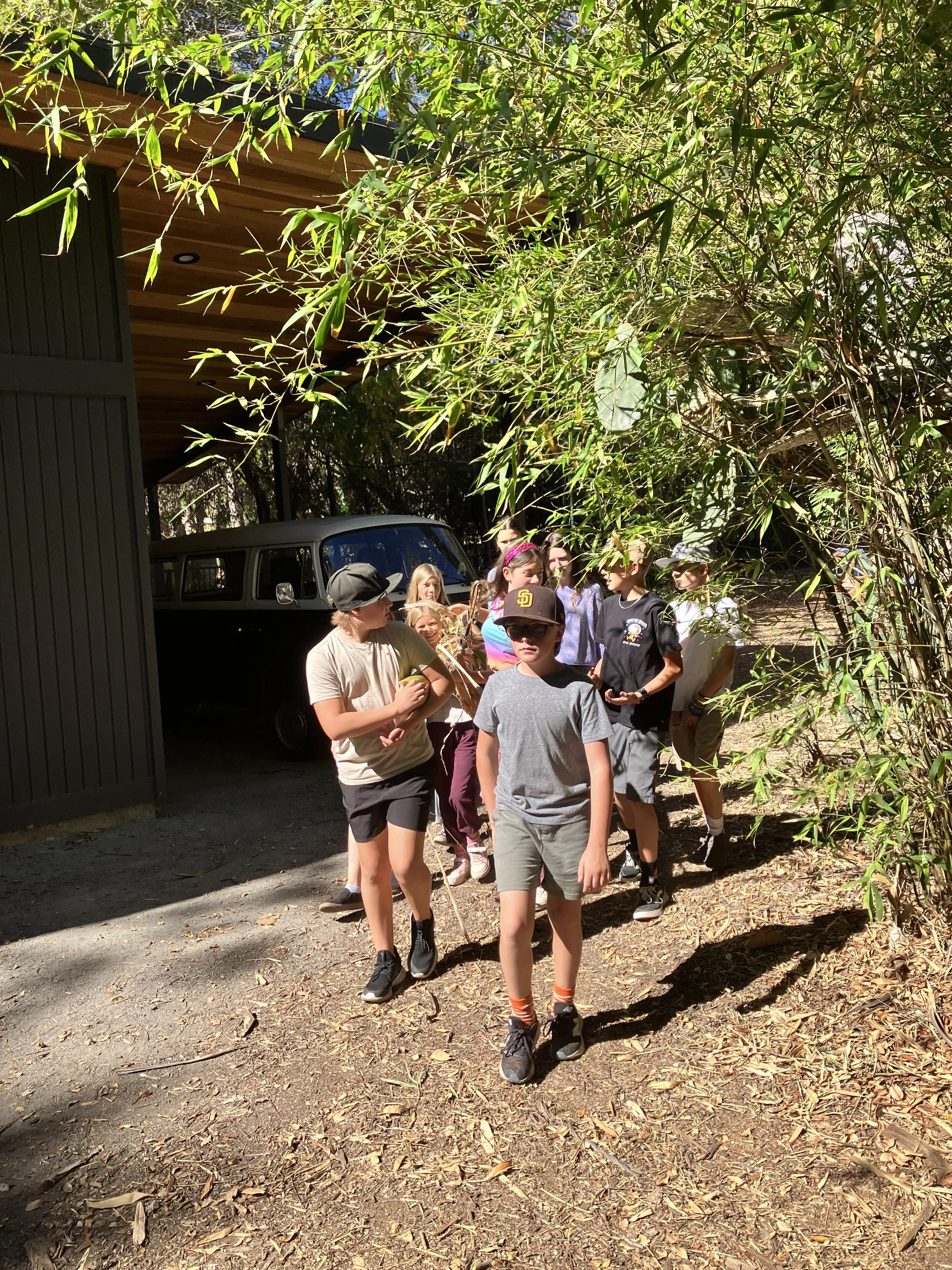 Dissecting a banana stalk