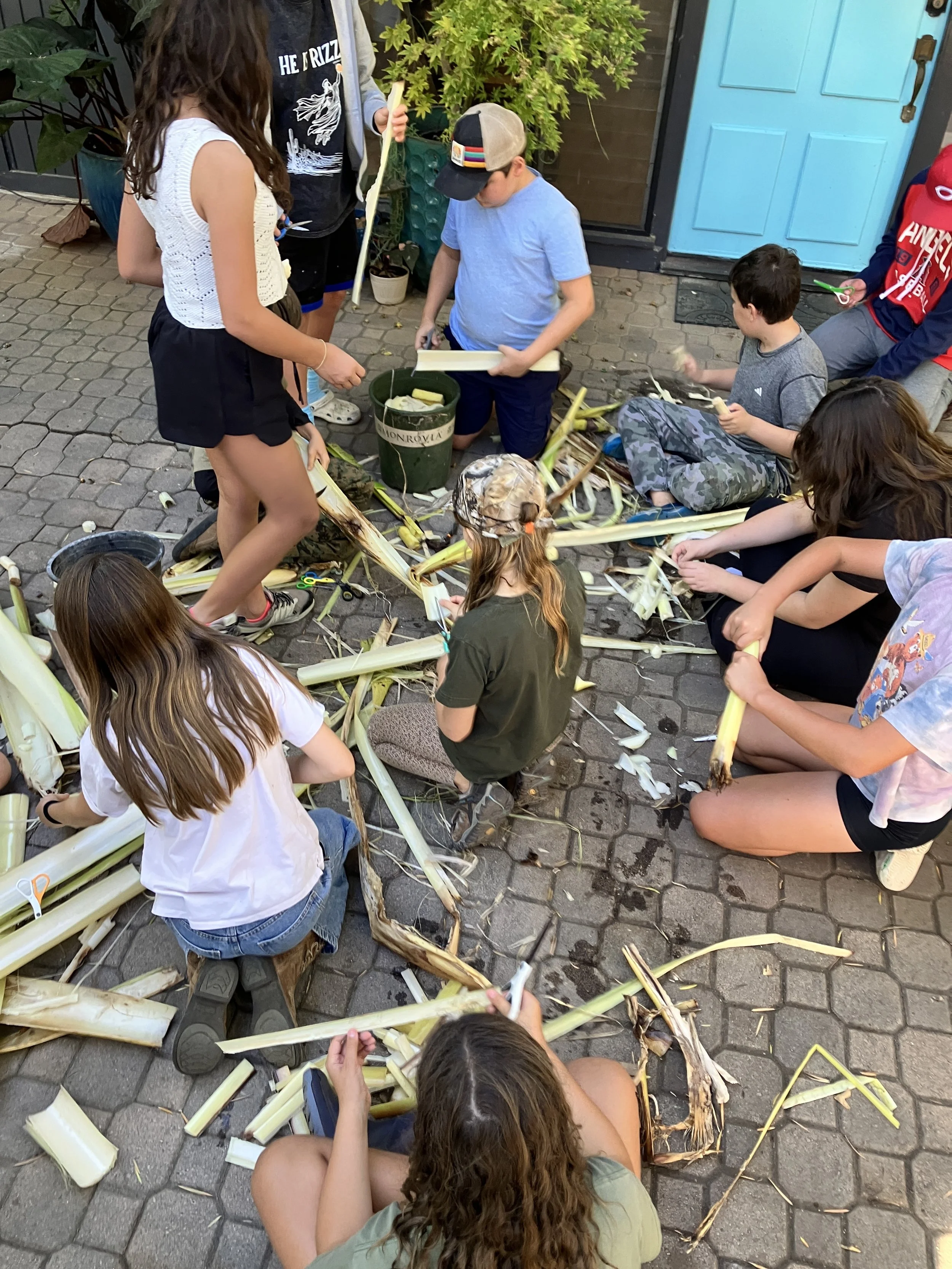 Post dissection: feed banana stalk to the cows