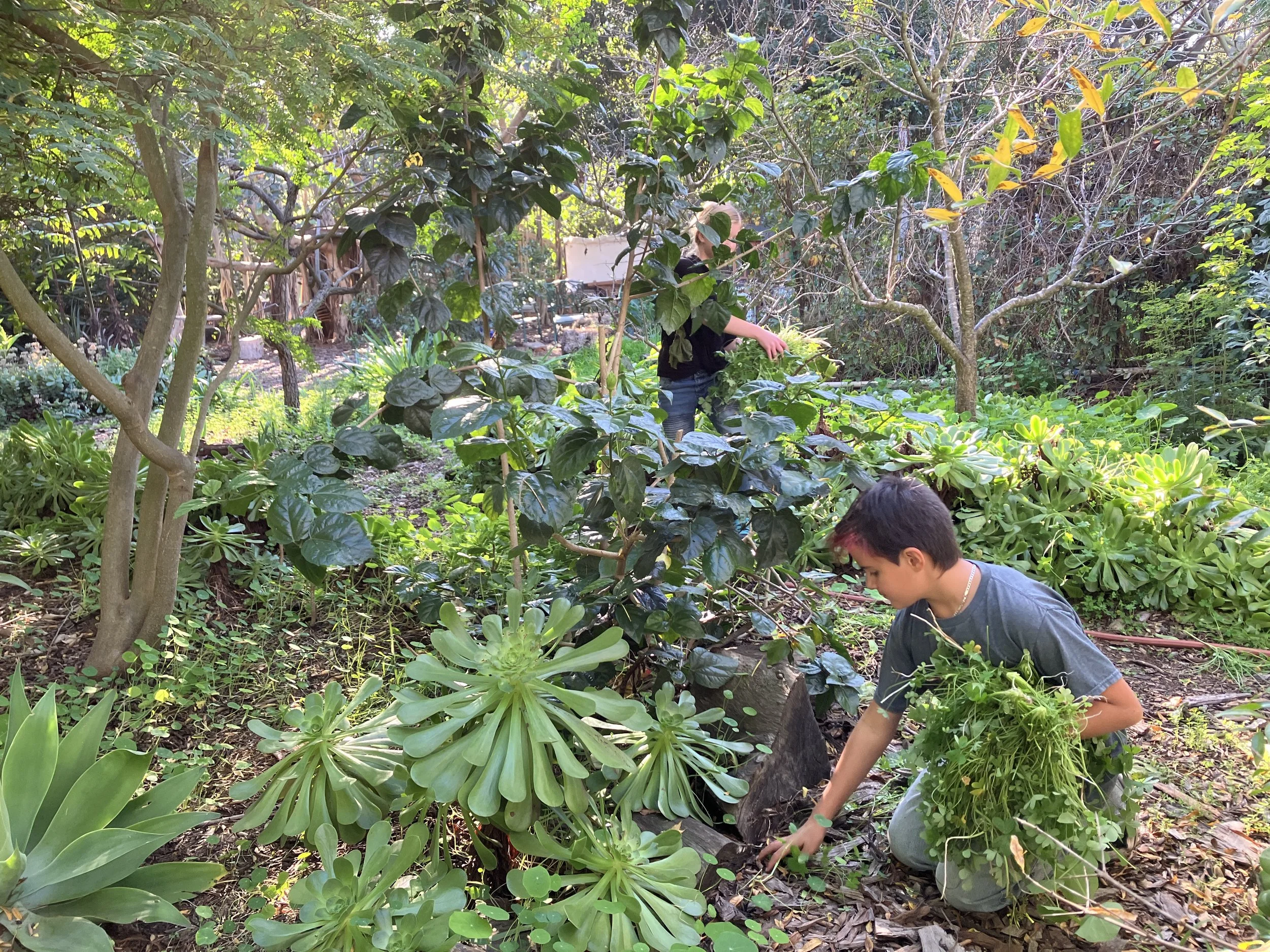 Harvesting sour grass for the decomposers bin