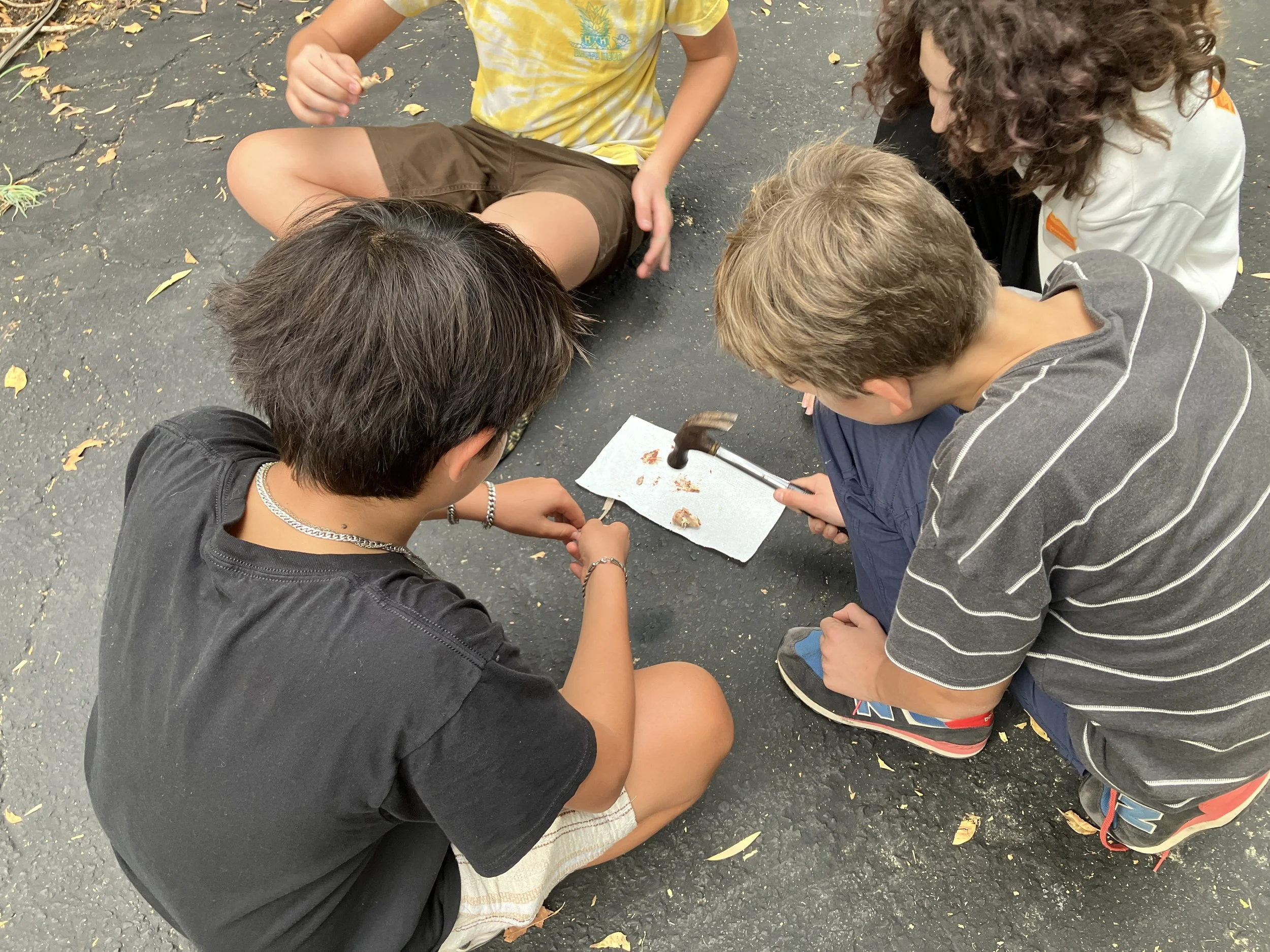 Smashing bones to study them