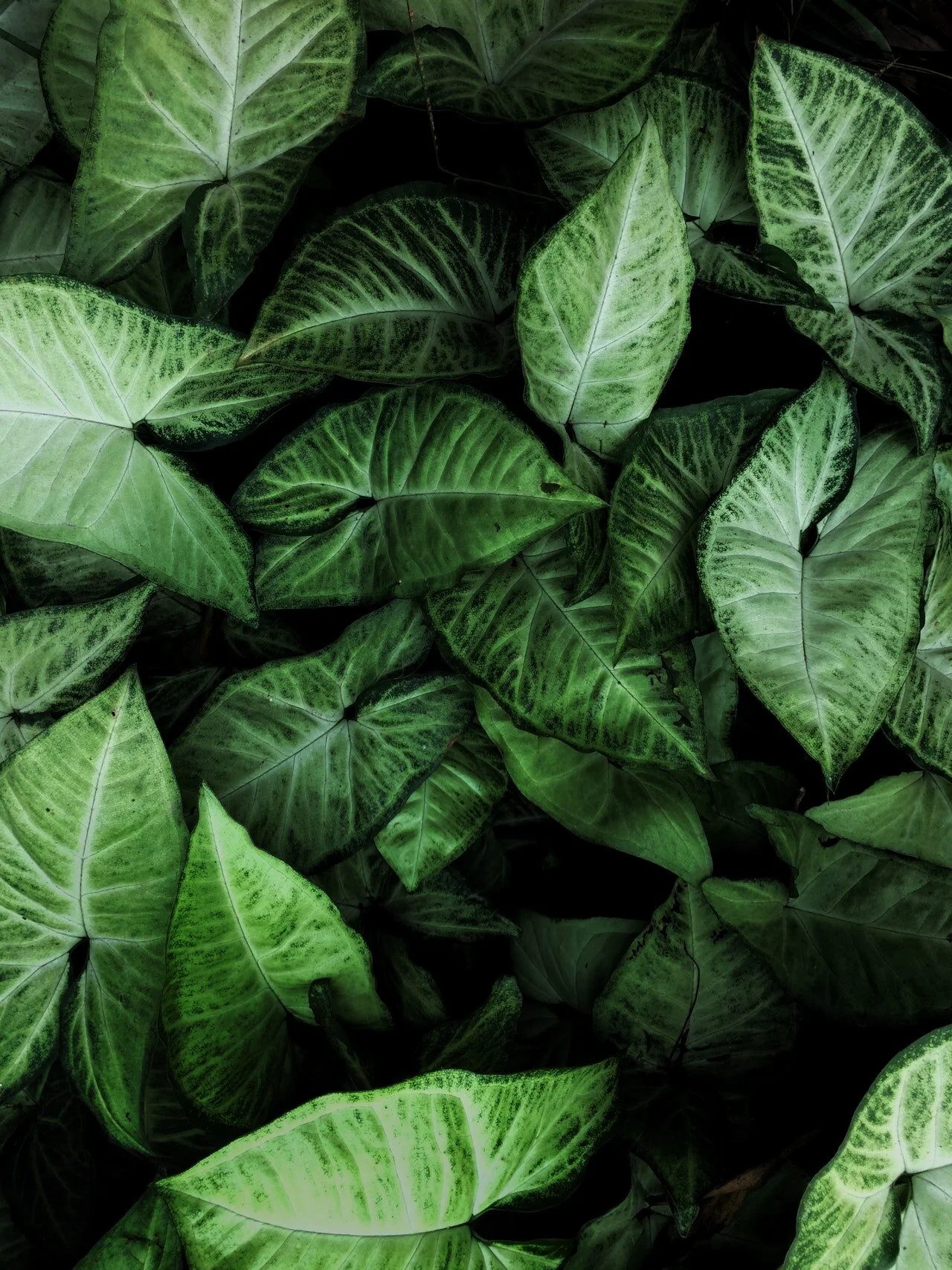 green-leafed-plant-2318555.jpg