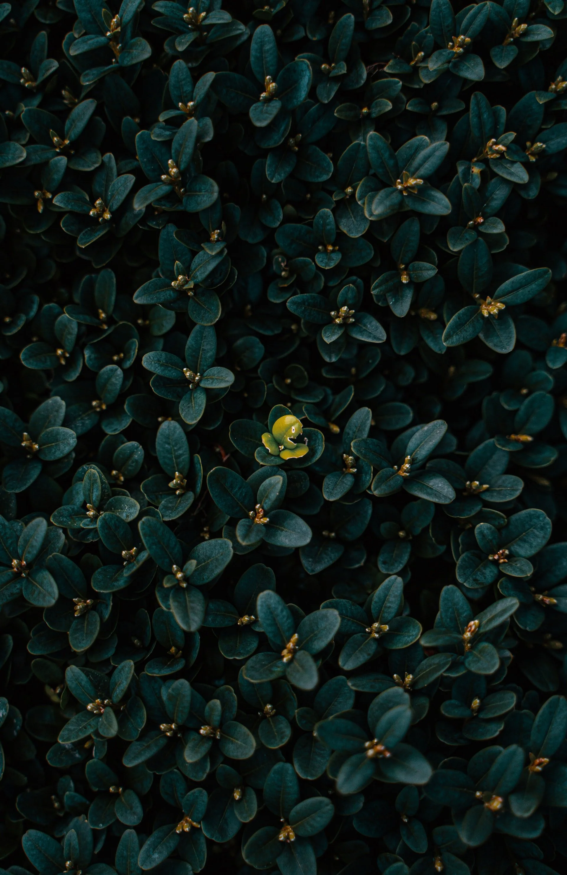 green-leaves-3960232.jpg