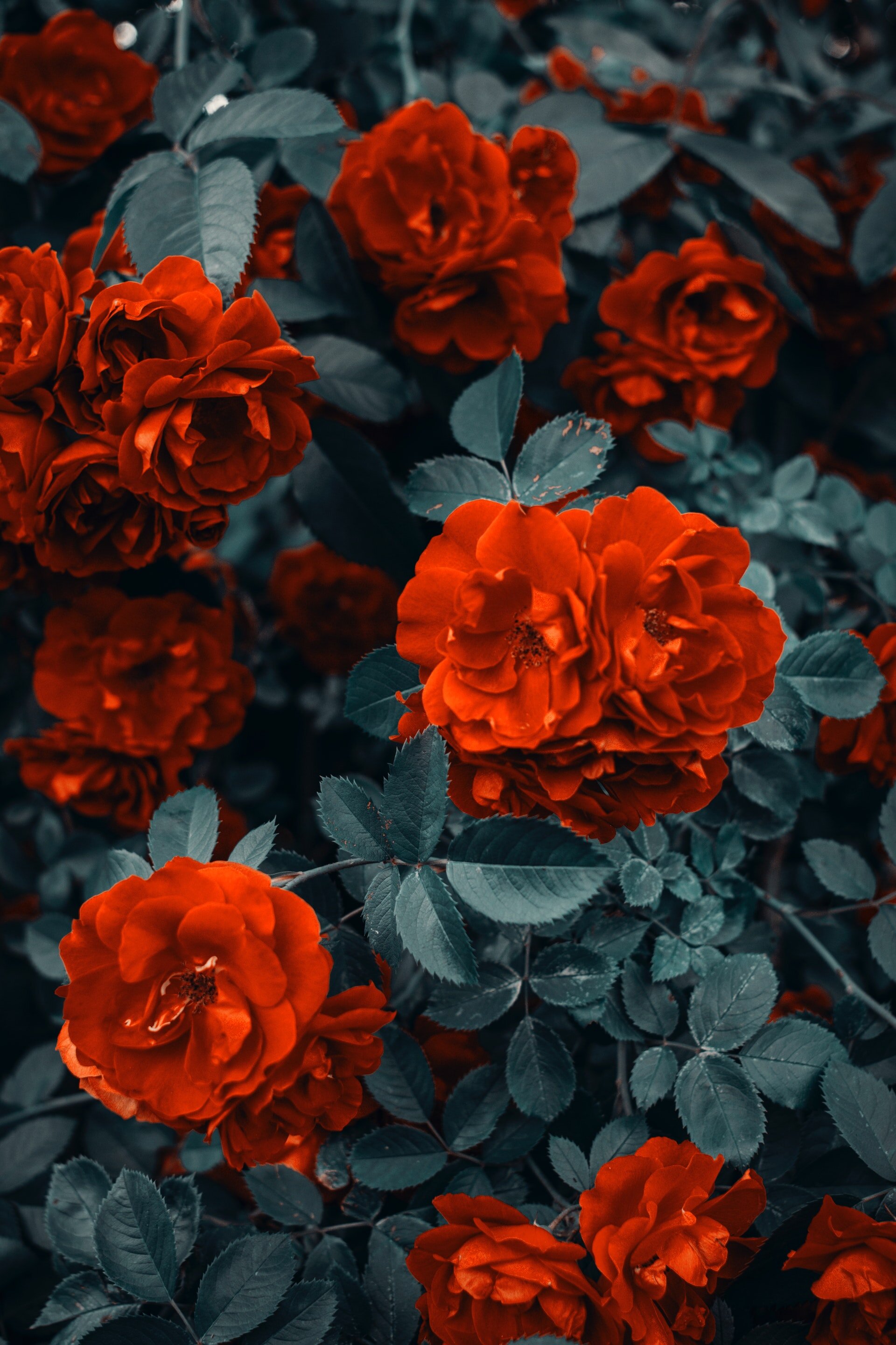 red-roses-1187079.jpg