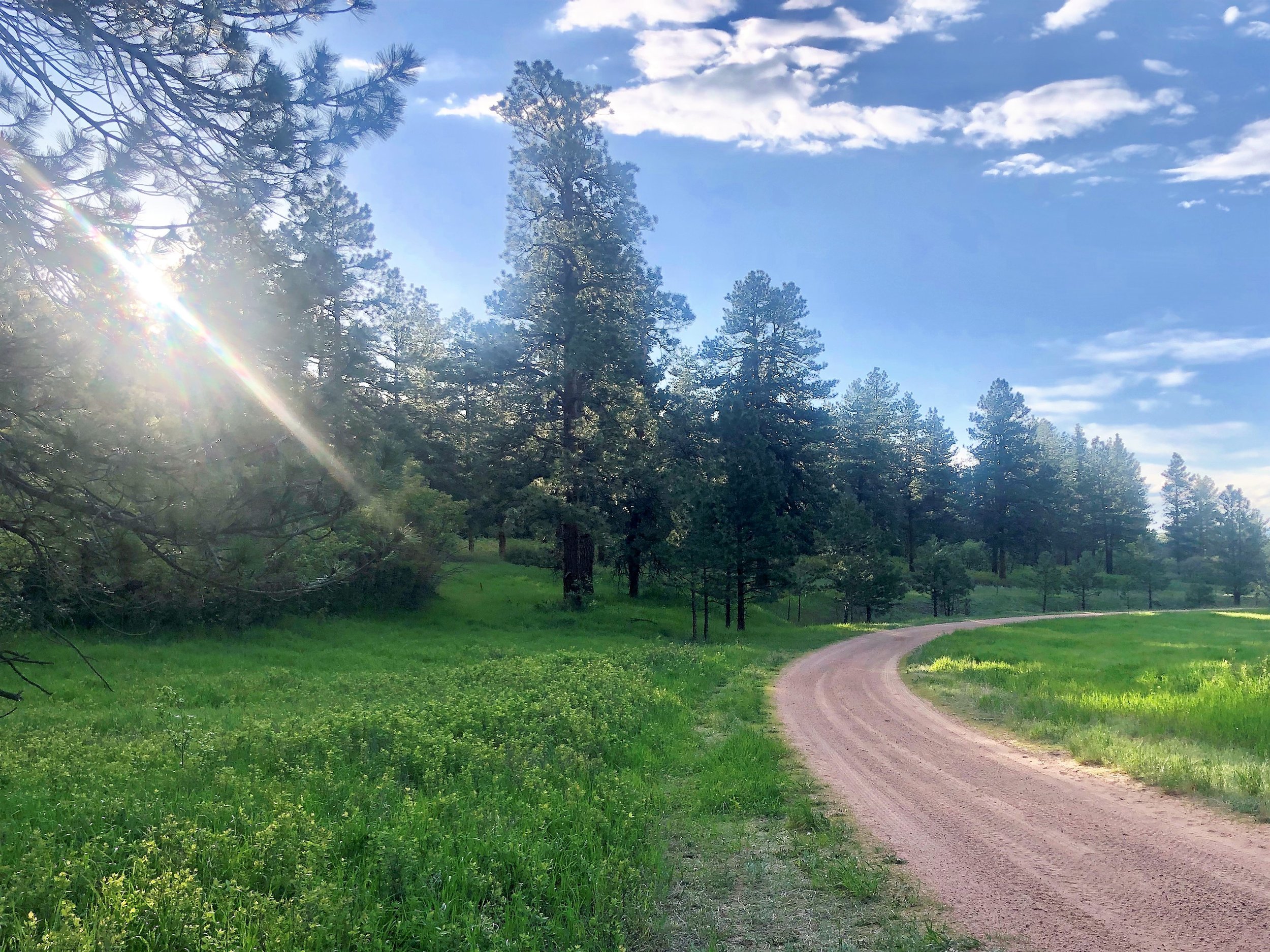 Lush curved path in Larkspur, Colorado