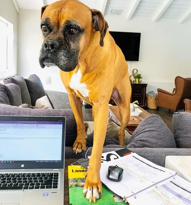 💡 I originally had the great idea to put a workstation behind the couch. I thought it would be a fun space to knock out projects. 🐶 Wellll my pup Charlie is going to make it a little difficult to concentrate. I mean, just look at that “come p