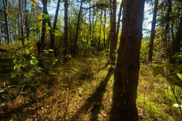 Edge of the Woods II
