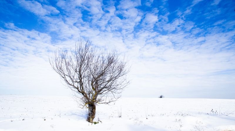 Tree and Blue Sky of Hope