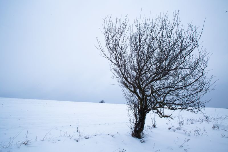 Tree and Snowfield