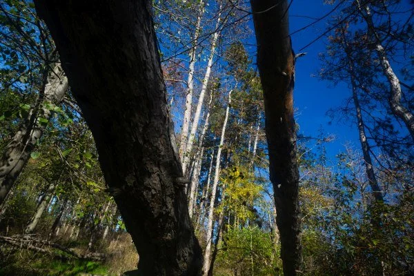 Horizontal and Vertical