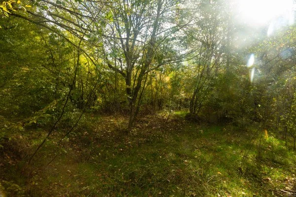 Autumn Moods III