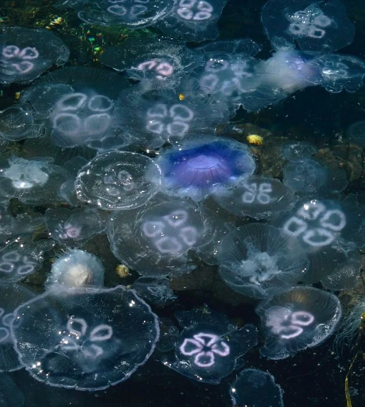 Jellyfish