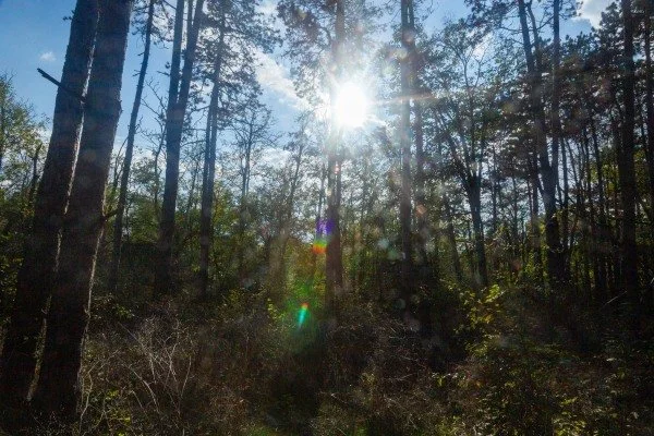 Autumn Sunburst