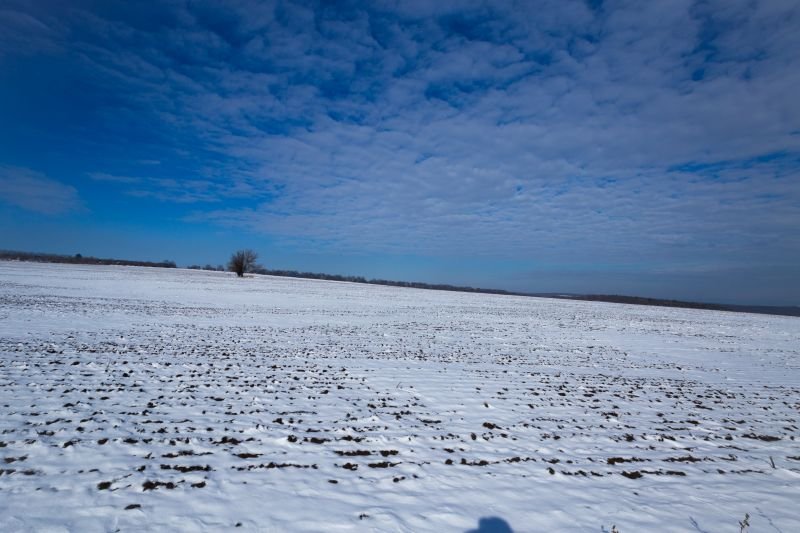 Distant Tree