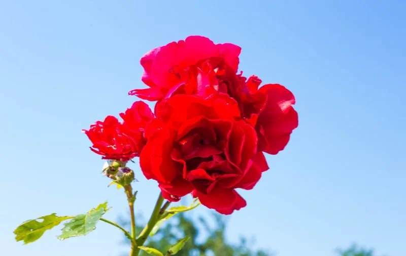 Red Rose III